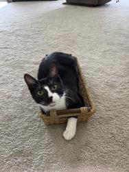 Lost Male Cat last seen Overbrook drive, Port St. Lucie, FL 34952