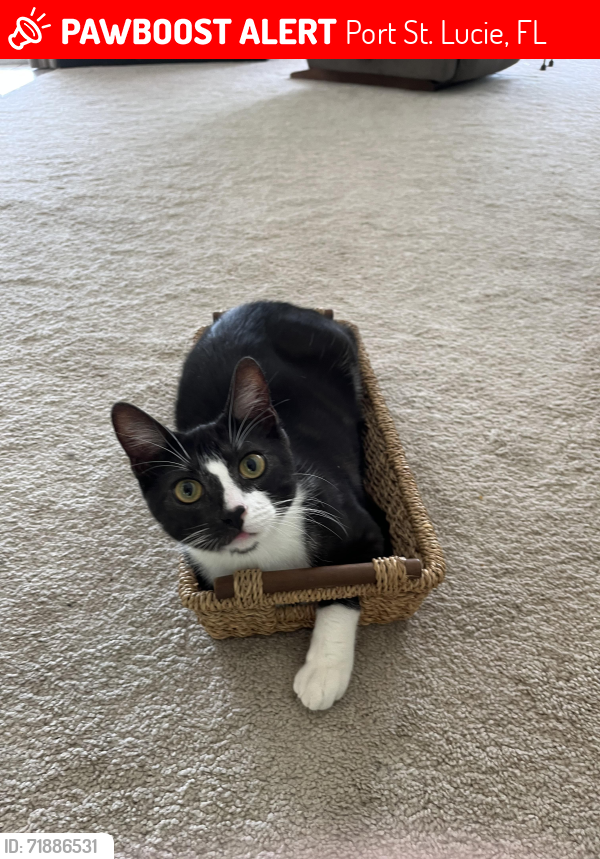 Lost Male Cat last seen Overbrook drive, Port St. Lucie, FL 34952
