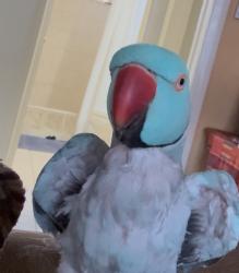 Lost Male Bird last seen 74th Terr, Hialeah, FL 33016