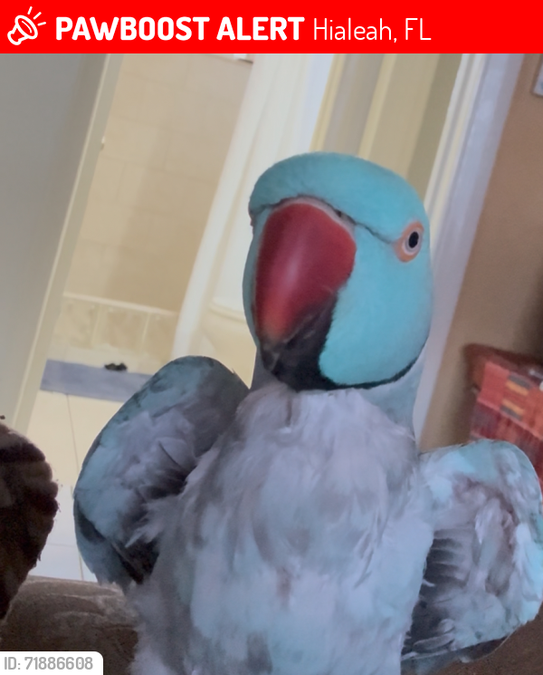 Lost Male Bird last seen 74th Terr, Hialeah, FL 33016