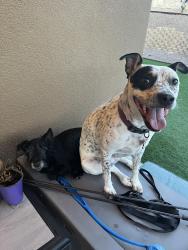 Lost Female Dog last seen Valley Dr., Las Cruces, NM 88007