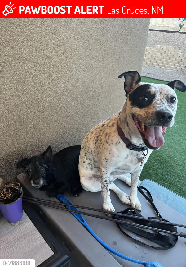 Lost Female Dog last seen Valley Dr., Las Cruces, NM 88007