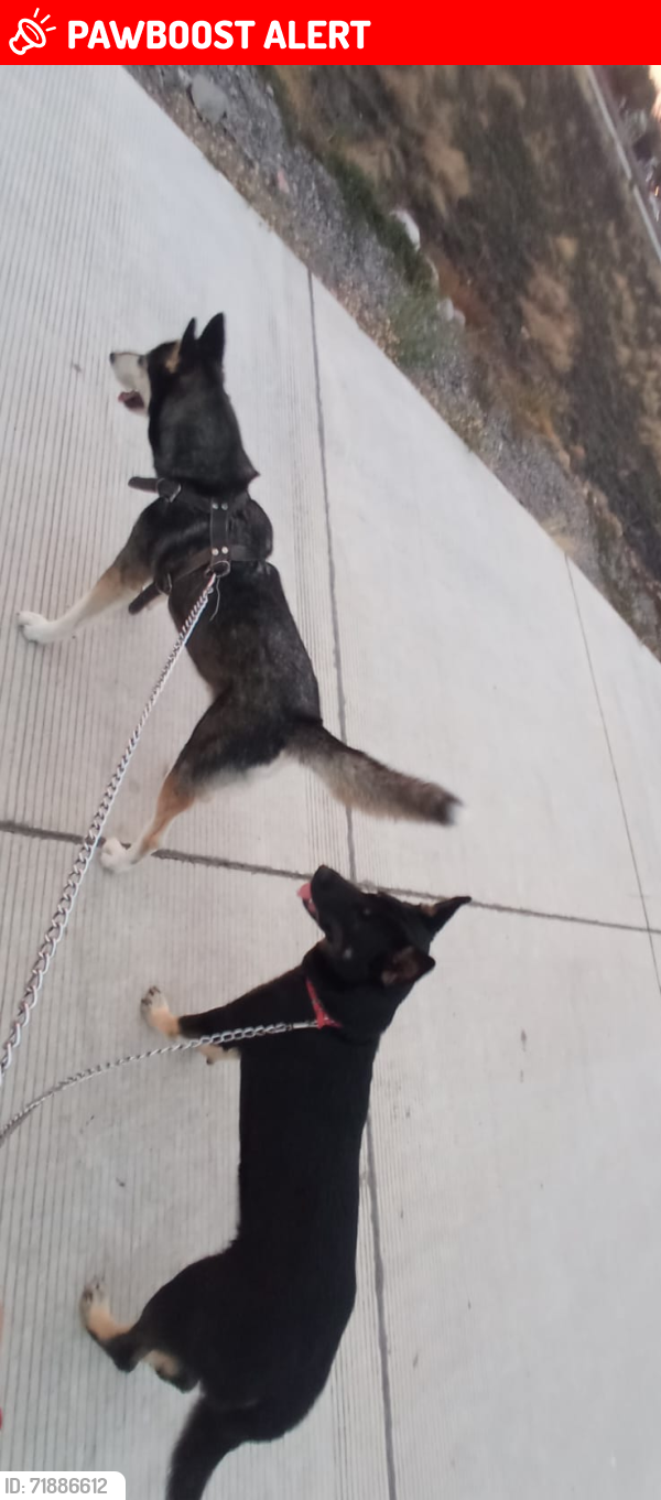 Lost Female Dog last seen Calle Tikal #7694 Colonia Campo Bello Sector Bugambilias , Culiacán Rosales, Sin. 80040