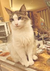 Lost Male Cat last seen Missouri flt rd-china garden rd, Diamond Springs, CA 95619