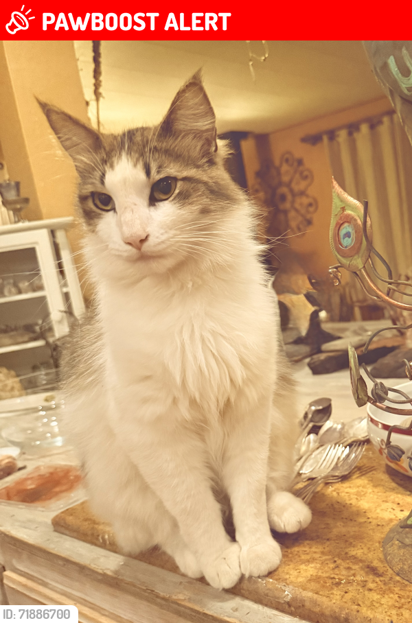 Lost Male Cat last seen Missouri flt rd-china garden rd, Diamond Springs, CA 95619