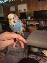 Lost Male Bird last seen Highview St and Bryan St, Burlington, NC 27215