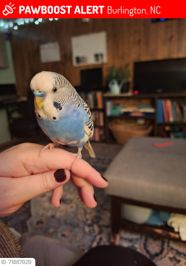 Lost Male Bird last seen Highview St and Bryan St, Burlington, NC 27215