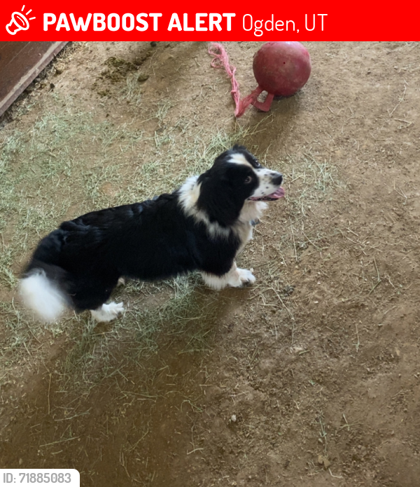 Lost Male Dog last seen Near North Street, Ogden, UT 84401