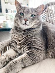Lost Male Cat last seen Near Adkins Ridge Road, Rolesville NC 27571, Rolesville, NC 27571