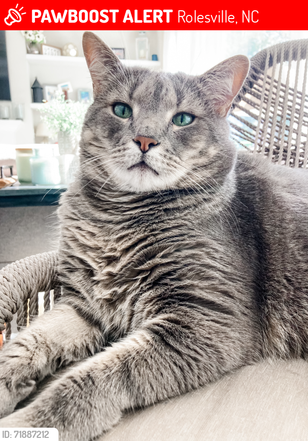 Lost Male Cat last seen Near Adkins Ridge Road, Rolesville NC 27571, Rolesville, NC 27571