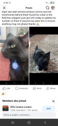 Lost Male Cat last seen Lymburn s callingwood edmonton, Edmonton, AB T5T 5N6