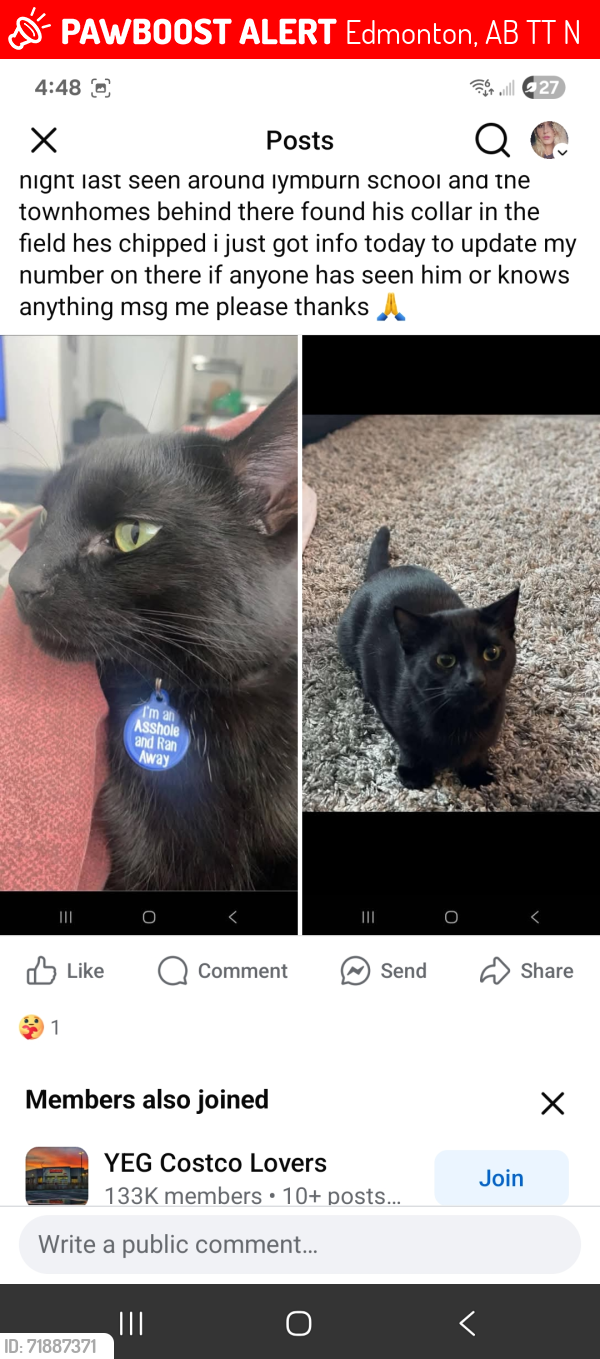 Lost Male Cat last seen Lymburn s callingwood edmonton, Edmonton, AB T5T 5N6