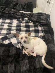 Lost Male Dog last seen 111th and Holgate, Portland, Oregon, Portland, OR 97266