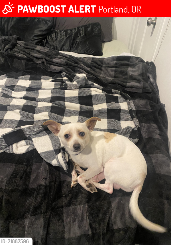 Lost Male Dog last seen 111th and Holgate, Portland, Oregon, Portland, OR 97266
