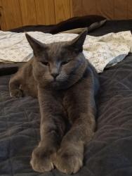 Lost Female Cat last seen Verandas on country club Dr , Mesa, AZ 85210
