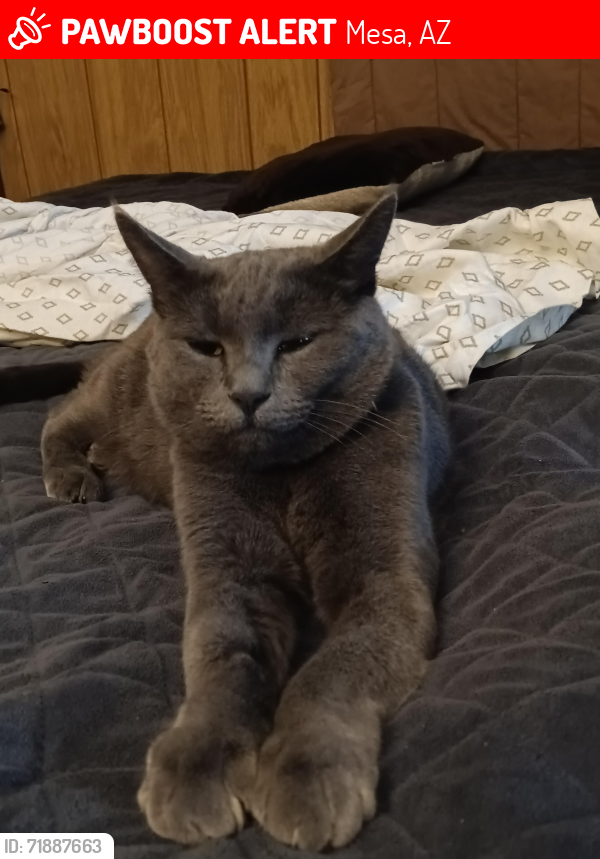 Lost Female Cat last seen Verandas on country club Dr , Mesa, AZ 85210
