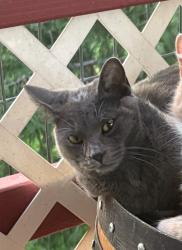 Lost Female Cat last seen Gilardi , Placer County, CA 95658
