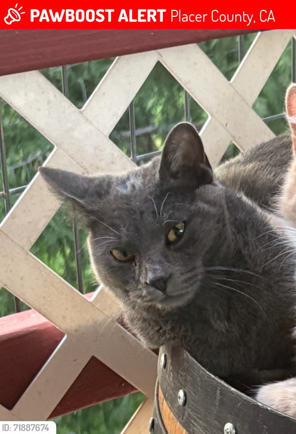 Lost Female Cat last seen Gilardi , Placer County, CA 95658