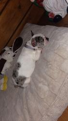 Lost Female Dog last seen June trail rd liberty nc 27298, Liberty, NC 27298