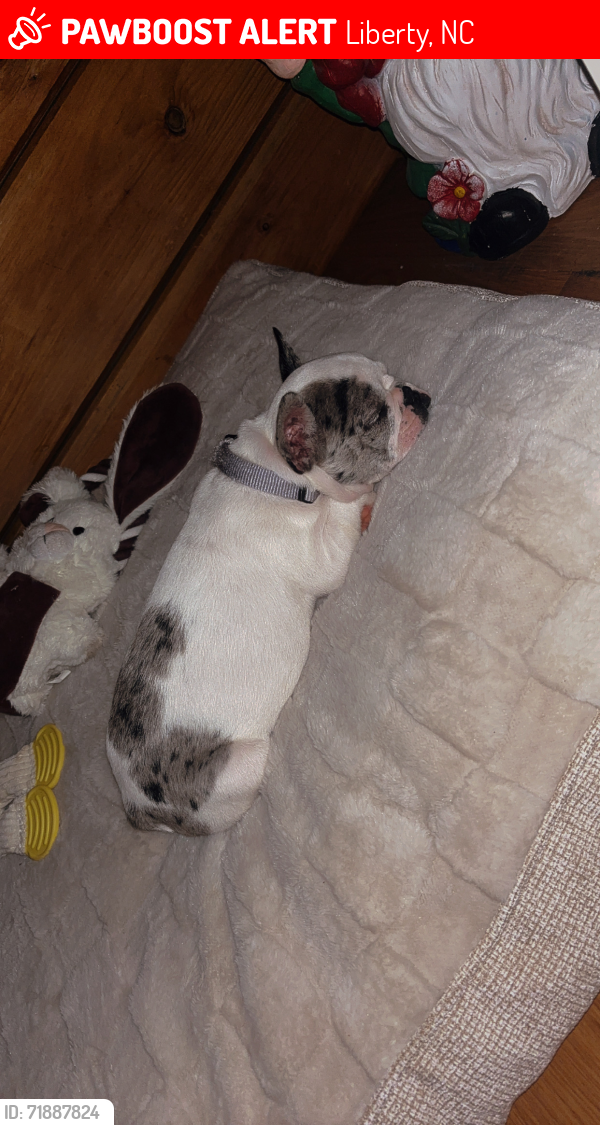 Lost Female Dog last seen June trail rd liberty nc 27298, Liberty, NC 27298