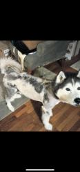 Lost Male Dog last seen Hopkins/Steger Rd, Steger, IL 60475
