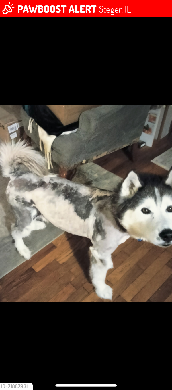 Lost Male Dog last seen Hopkins/Steger Rd, Steger, IL 60475