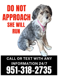 Lost Female Dog last seen Pathway Church , Riverside, CA 92506