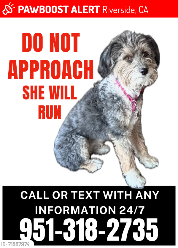 Lost Female Dog last seen Pathway Church , Riverside, CA 92506