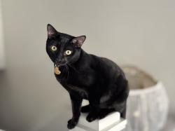 Lost Female Cat last seen West 2380 North, Lehi, UT 84043