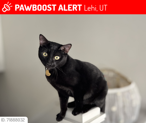 Lost Female Cat last seen West 2380 North, Lehi, UT 84043