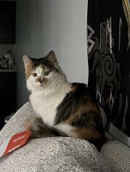 Lost Female Cat last seen Salvatore's, Howland Center, OH 44484