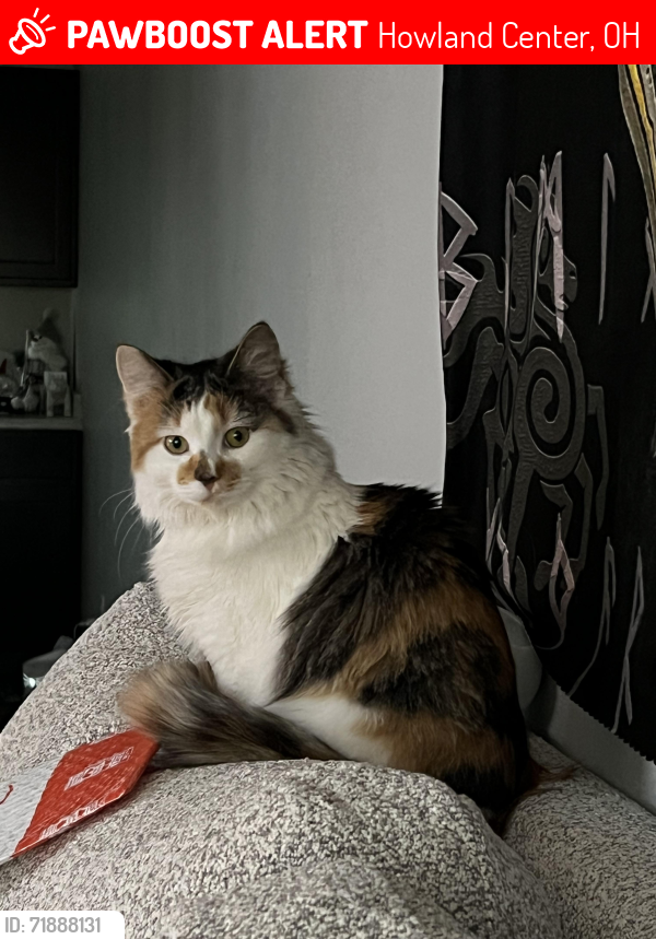 Lost Female Cat last seen Salvatore's, Howland Center, OH 44484