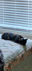 Lost Female Cat last seen Burning Bush Rd, Columbia, MO 65202