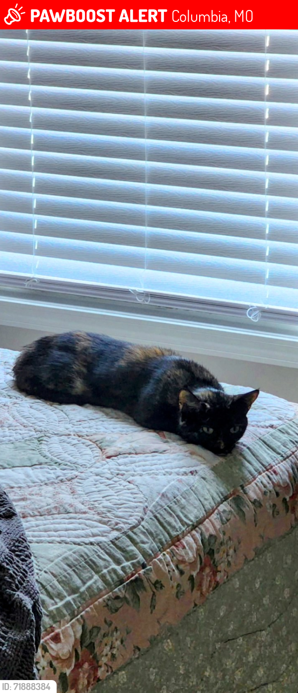 Lost Female Cat last seen Burning Bush Rd, Columbia, MO 65202