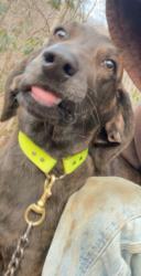Lost Male Dog last seen Blur ridge parkway, mile high , Maggie Valley, NC 28751