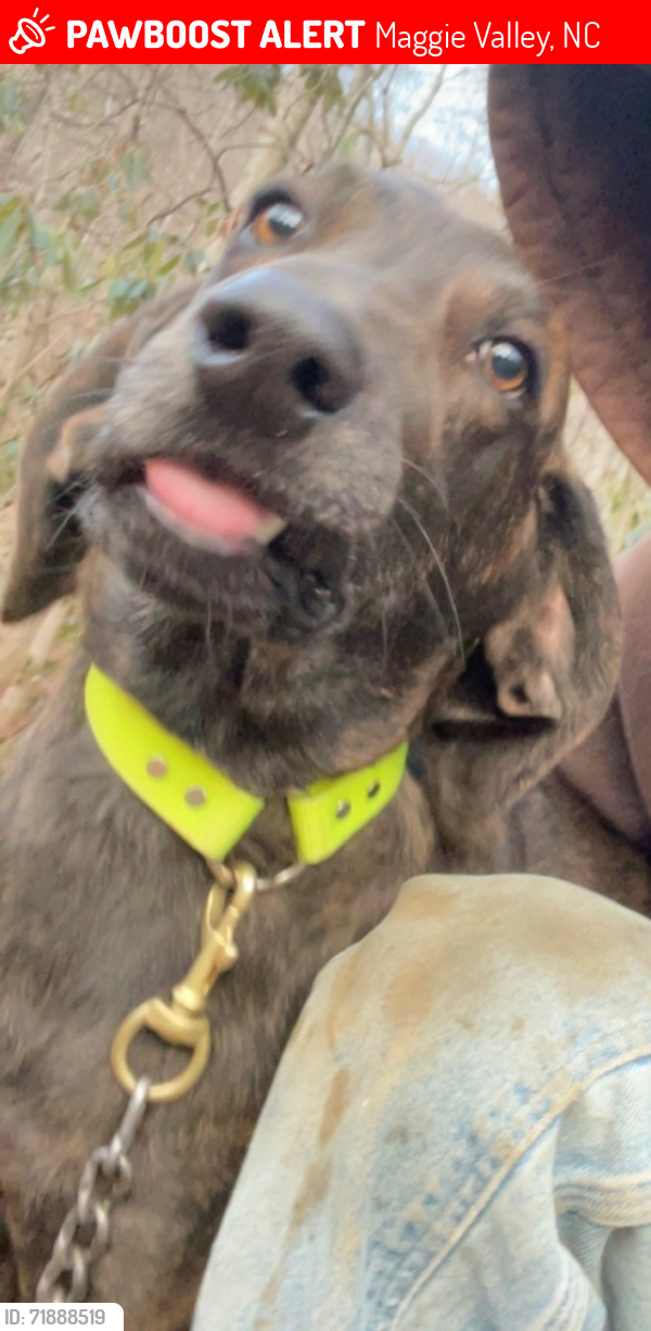 Lost Male Dog last seen Blur ridge parkway, mile high , Maggie Valley, NC 28751