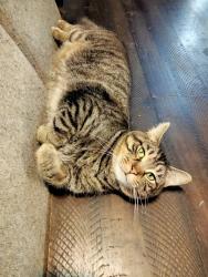 Lost Male Cat last seen Corner of Palmetto and Clarendon, Columbus, OH 43223