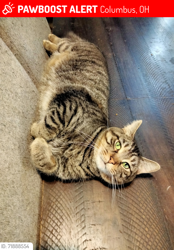 Lost Male Cat last seen Corner of Palmetto and Clarendon, Columbus, OH 43223