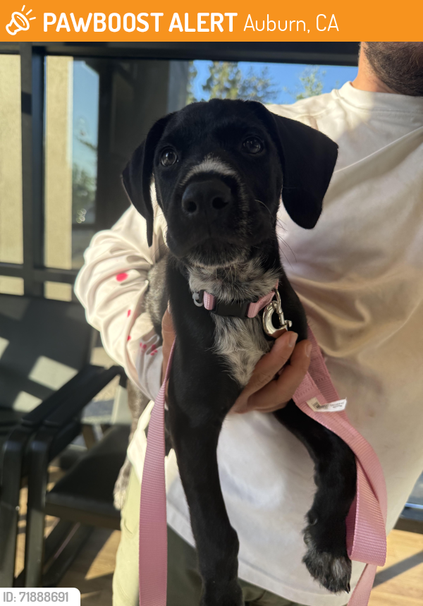Auburn, CA Stray Male Dog Found Near Locksley Ln, Auburn CA 95602