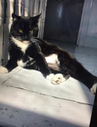 Lost Female Cat last seen Rugby place Brighton, Brighton and Hove, England BN2 5JA