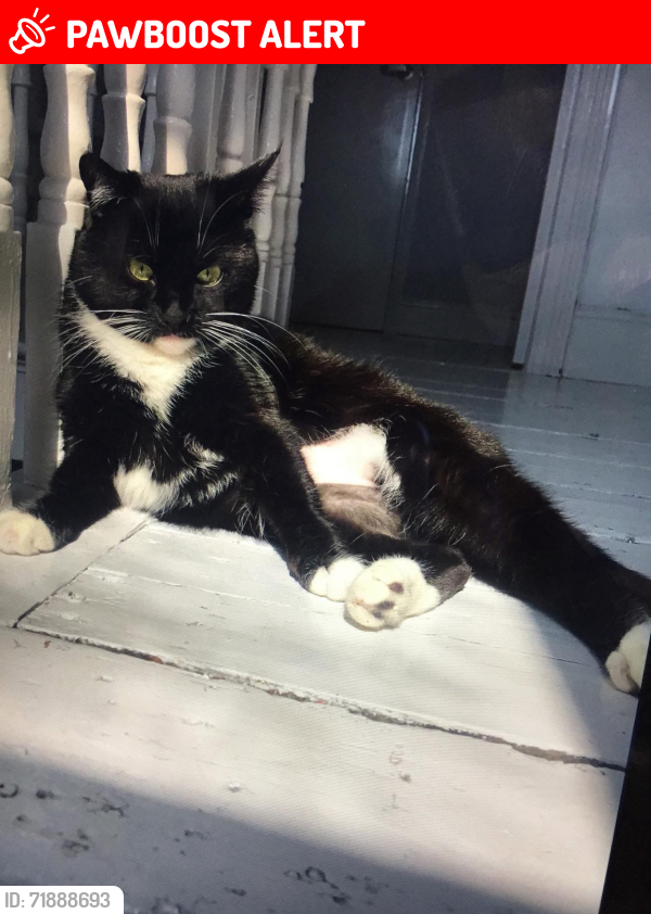 Lost Female Cat last seen Rugby place Brighton, Brighton and Hove, England BN2 5JA
