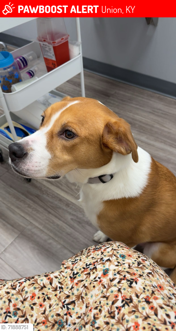 Lost Female Dog last seen Hamlet Ct. & Frogtown Rd., Boone County, KY 41091