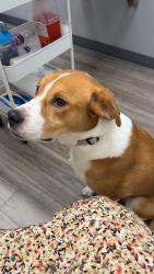 Lost Female Dog last seen Hamlet Ct. & Frogtown Rd., Boone County, KY 41091