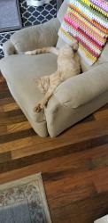 Lost Female Cat last seen Hwy. 11 near the Dog hse., Campobello, SC 29322