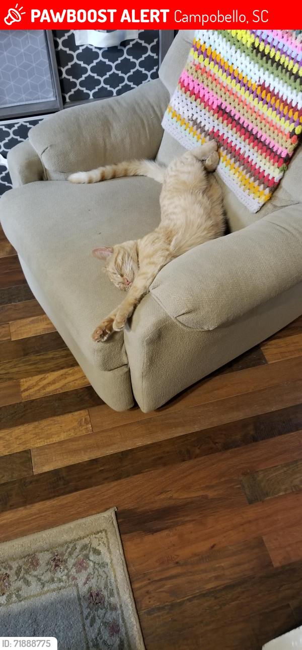 Lost Female Cat last seen Hwy. 11 near the Dog hse., Campobello, SC 29322