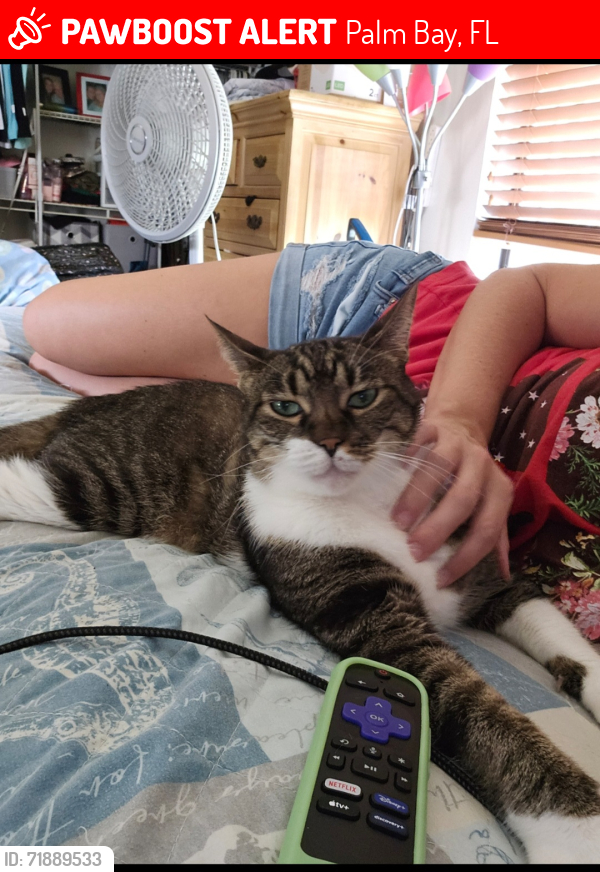 Lost Male Cat last seen Mariposa & Sheafe Ave, Palm Bay, FL 32905