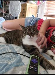 Lost Male Cat last seen Mariposa & Sheafe Ave, Palm Bay, FL 32905