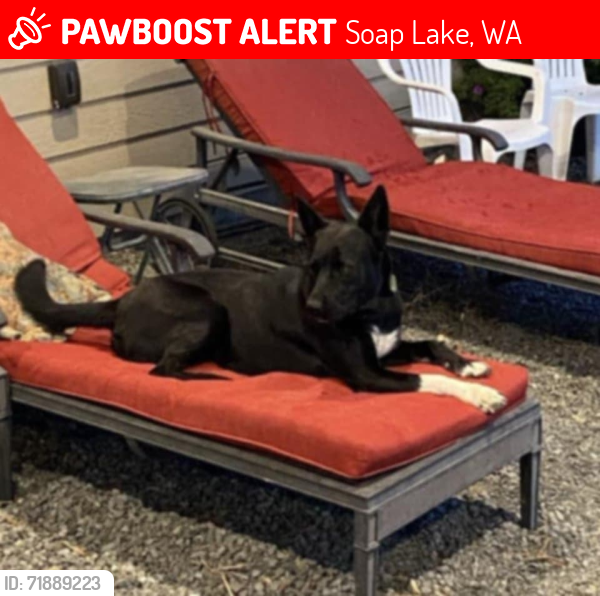 Lost Female Dog last seen Road D.5 NE and Hwy 28, Soap Lake, WA 98851