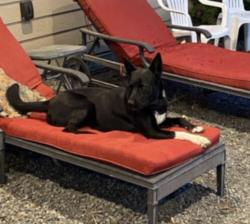 Lost Female Dog last seen Road D.5 NE and Hwy 28, Soap Lake, WA 98851