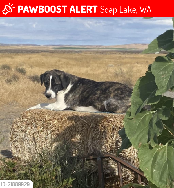 Lost Female Dog last seen Road D.5 NE and Hwy 28, Soap Lake, WA 98851